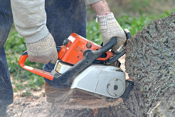 How Our Tree Care Process Works  in  Ocean Grove, NJ